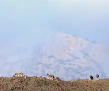 拜城雪豹拒战事件原因